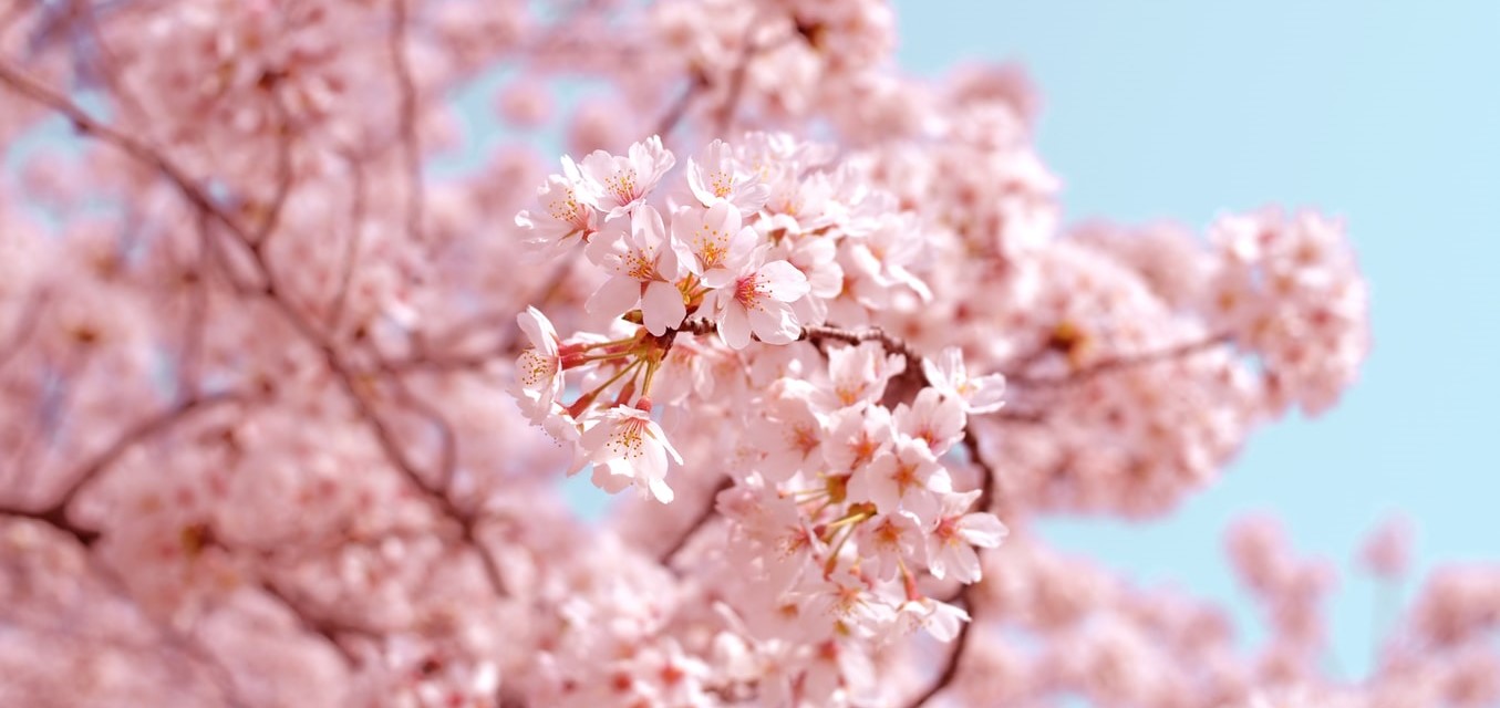 photo-1522383225653-ed111181a951tyhsr